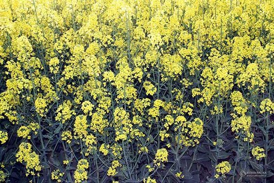 Źródło: https://pl.pinterest.com/pin/664421751252075772/