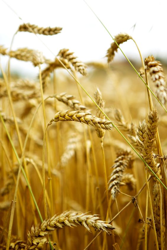 19cba099f50e62b6b65ad3e66303ffa0